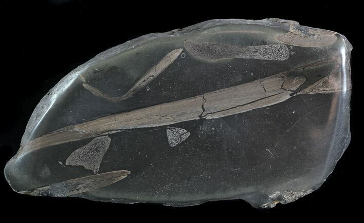 Jurassic Marine Reptile Bones In Cross-Section - Whitby, England #49191